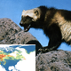 Illustration for article titled These Maps Predict Where Animals of the Future Will Make Their Homes